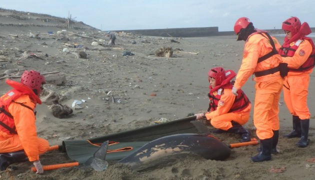 海洋悲歌 苗栗外埔漁港北堤發現死亡鯨豚