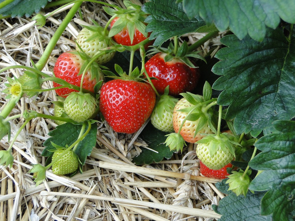 高架種草莓？  台肥引進無農藥新栽培技術 | 文章內置圖片