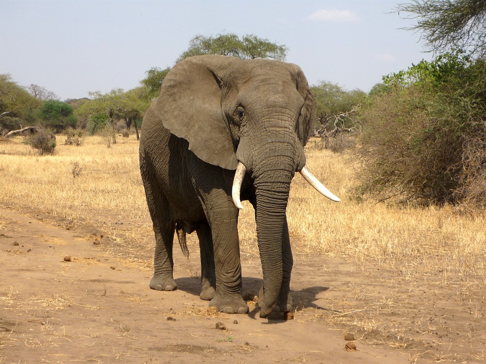 拋給大象的一條救命繩   關閉世界最大象牙市場 | 文章內置圖片