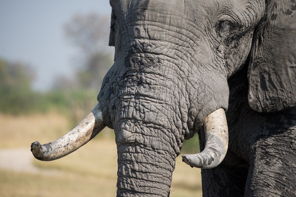 拋給大象的一條救命繩   關閉世界最大象牙市場