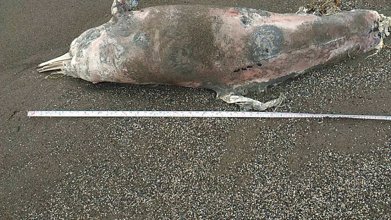 烏石鼻現死亡鯨豚，海巡協助處置通報 | 文章內置圖片