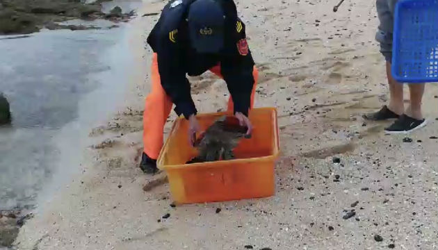 岸際擱淺海龜 海巡緊急救援