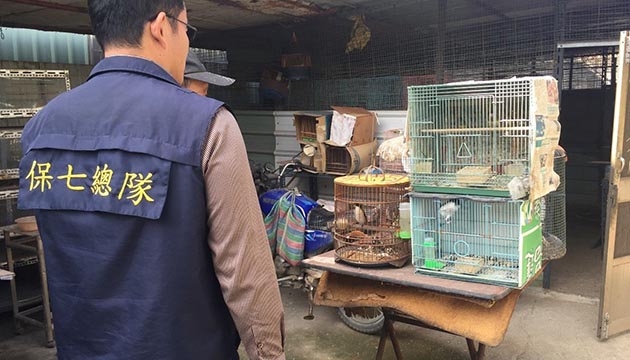 保七警護野鳥有成！ 破獲販賣臺灣特有野鳥「環頸雉」 | 文章內置圖片