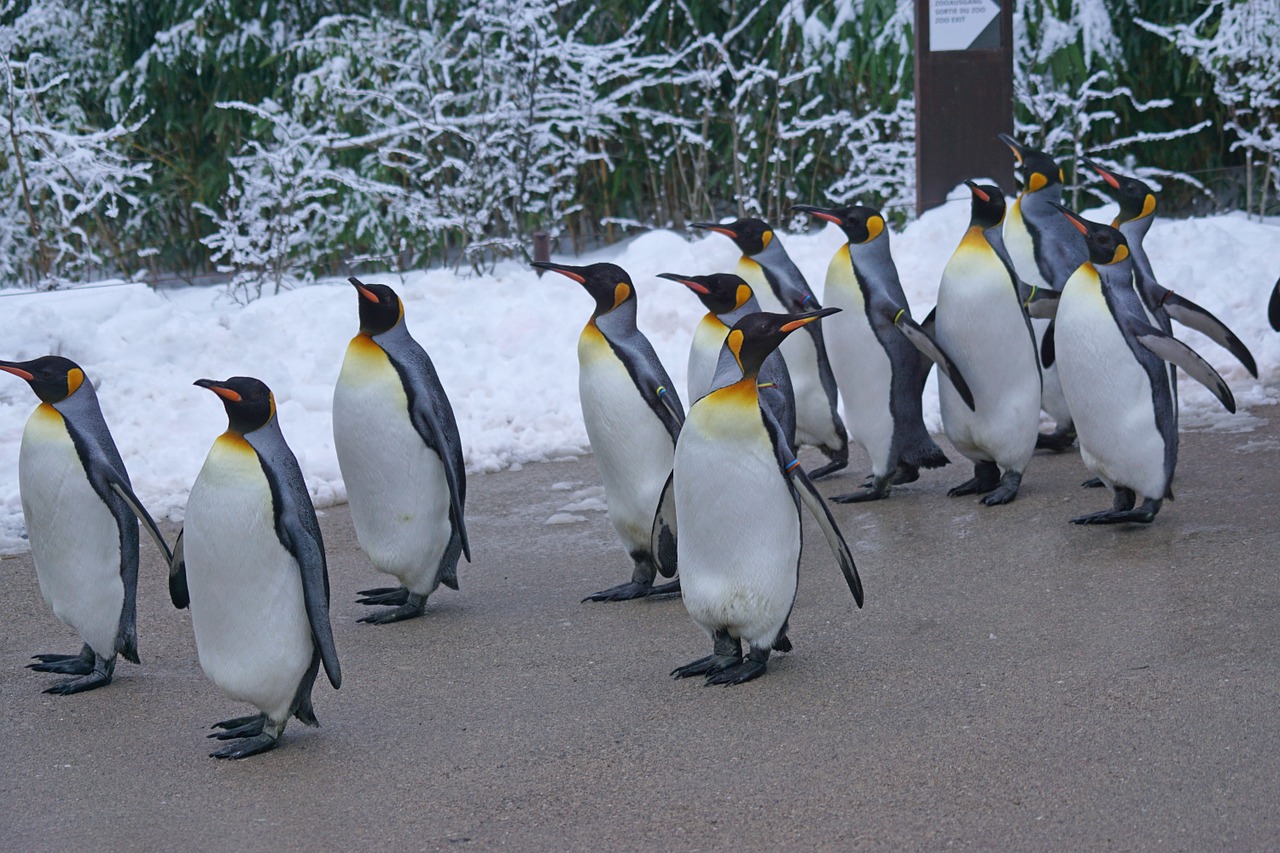 暖化導致覓食困難  70%國王企鵝世紀末前恐滅絕