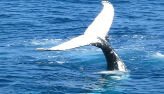 「鯨」喜連連！ 大翅鯨母子現蹤花蓮海域 | 文章內置圖片