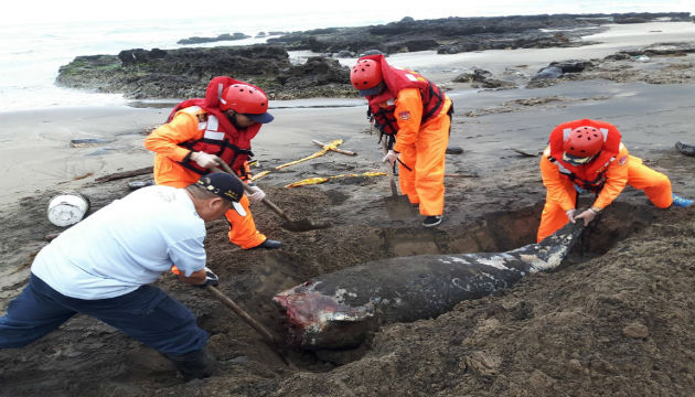 民眾發現死亡鯨豚 岸巡人員就地掩埋