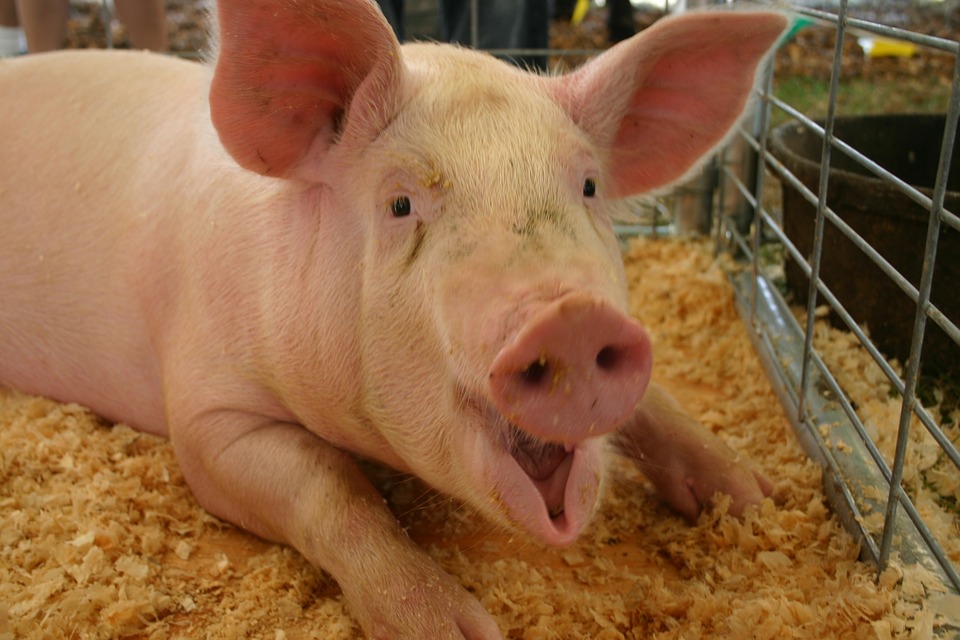 美年度貿易障礙報告 點名台限美豬牛 | 文章內置圖片