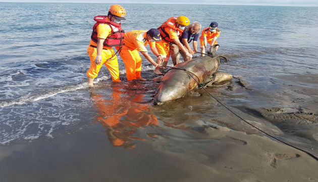 偽虎鯨死亡擱淺岸際 漁民海巡共協處