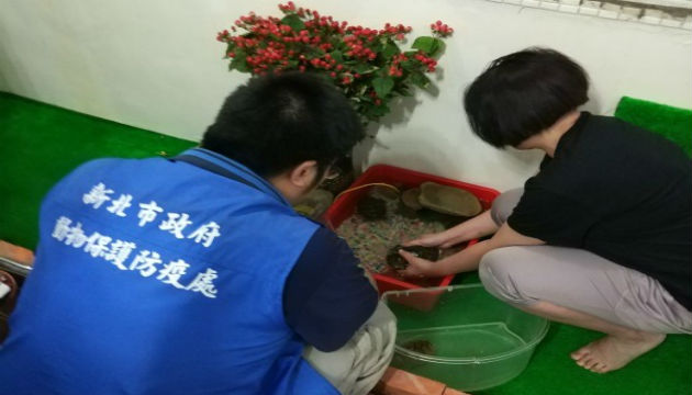 野生動物保育聯合查緝 動保處查扣1隻柴棺龜 | 文章內置圖片