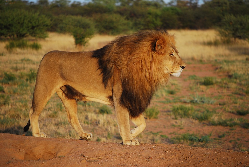 「享受看牠死亡」  南非合法獵殺豢養獅