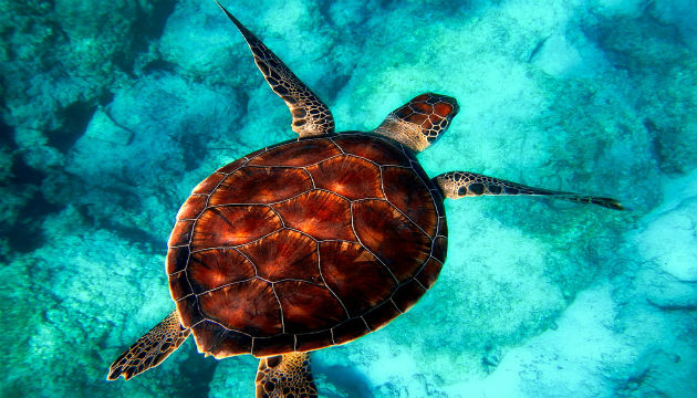523世界海龜日 動保處籲保育工作大家作伙來