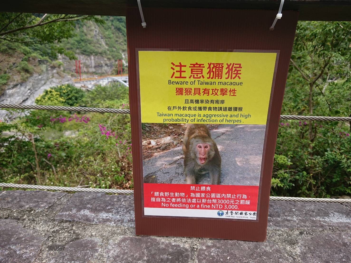 女遊客遭台灣獼猴追趕 連摔30級階梯瀕昏迷 | 文章內置圖片