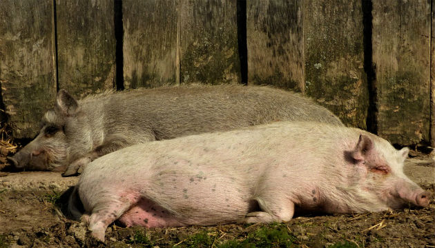 為穩定端午節期豬肉供應 農委會積極辦理調節措施