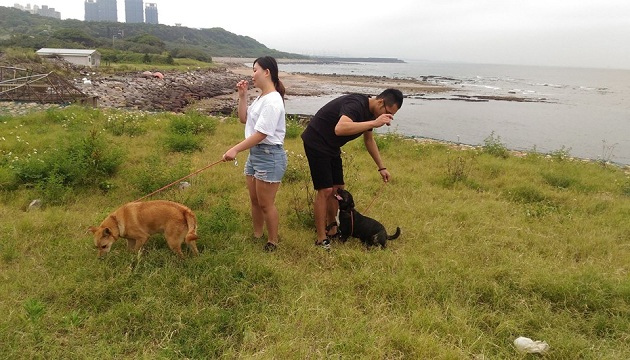大學生到淡水動物之家當志工，溜狗看海景 | 文章內置圖片