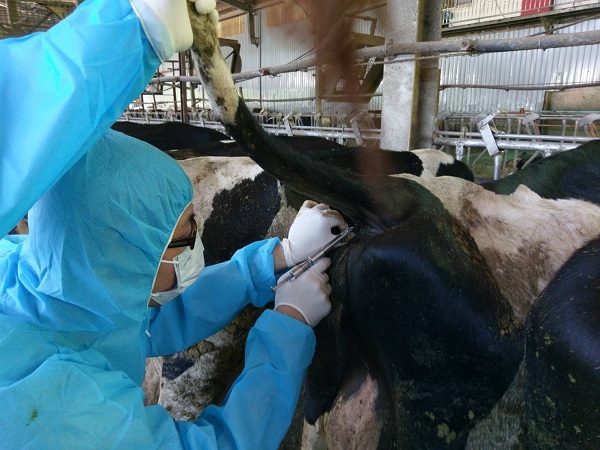 保障乳品安全，动保处检测乳牛场结核病，全数合格 | 文章内置图片