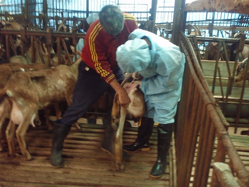 輔導牛羊畜牧場，前進清真食品認證 | 文章內置圖片