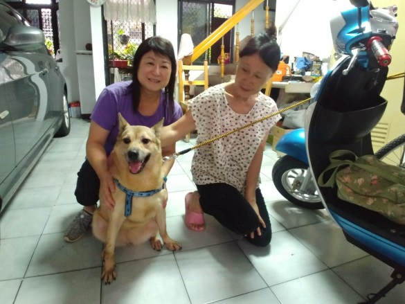 香港朋友献爱心，瑞动犬猫好幸福 | 文章内置图片