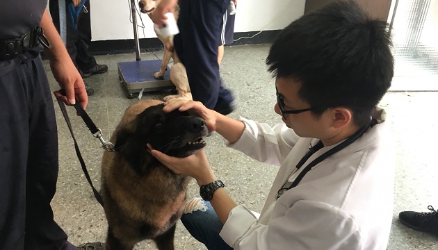 帅气警犬头好壮壮 健康检查一级棒