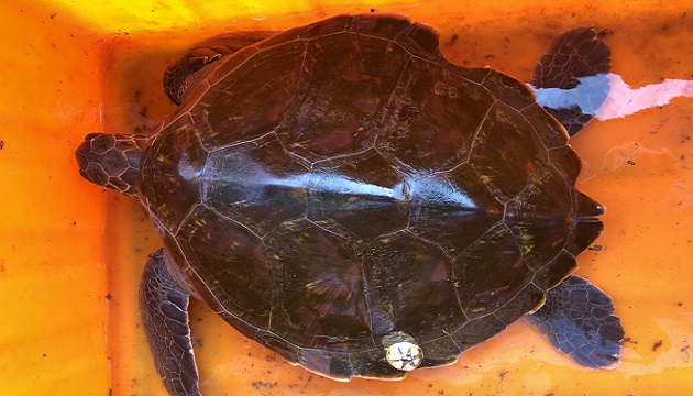 海巡救援綠蠵龜，生態保育急先鋒