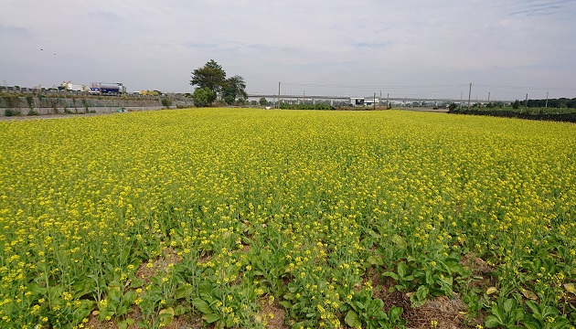 冬季休閒期間種植綠肥作物，養田又可省肥