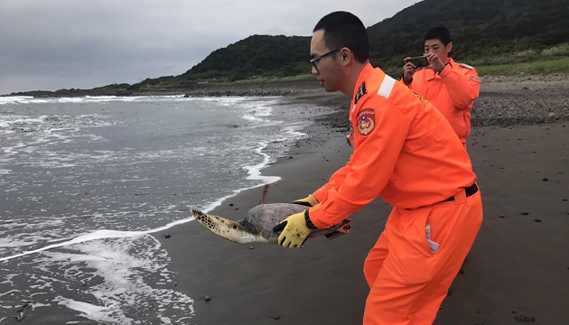 大里漁船救獲海龜 海巡保育永不停歇