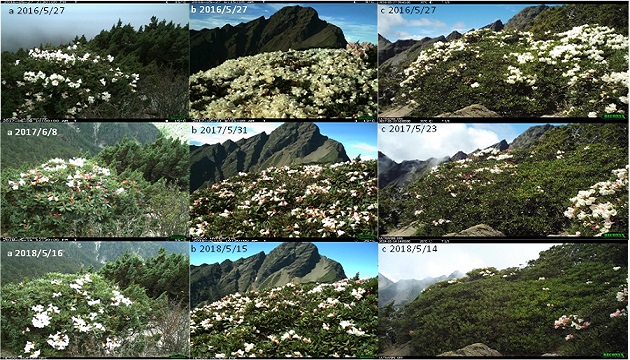 因應氣候變遷玉山國家公園植物物候監測成果