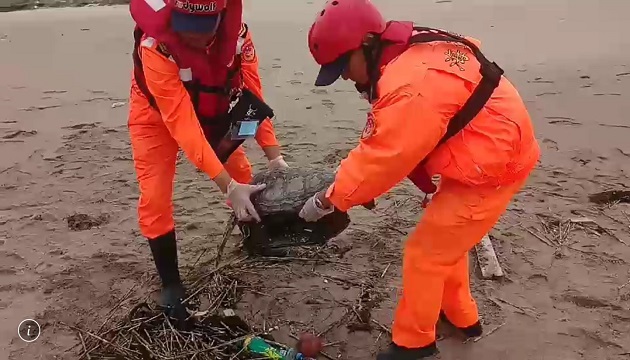 綠蠵龜擱淺老梅沙灘 海巡獲報緊急處置