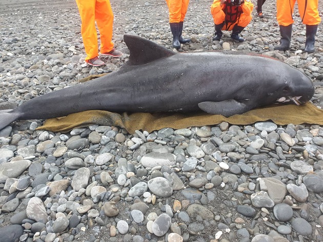 岸際發現鯨豚擱淺，海巡動員全力搶救 | 文章內置圖片