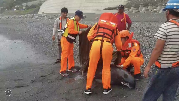 岸際發現鯨豚擱淺，海巡動員全力搶救 | 文章內置圖片