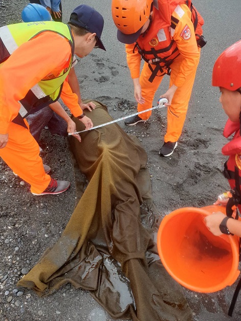 岸际发现鲸豚搁浅，海巡动员全力抢救 | 文章内置图片