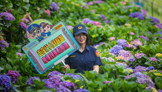 繡球花正夯 北投警快閃交安宣導民眾驚喜 | 文章內置圖片