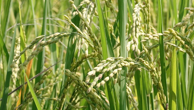 108年第2期作水稻保险开始销售至8月底 农友千万不要错过