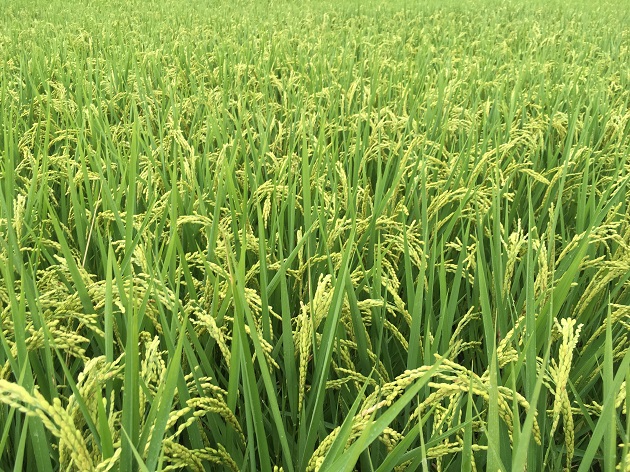 108年第2期作水稻保险开始销售至8月底 农友千万不要错过 | 文章内置图片