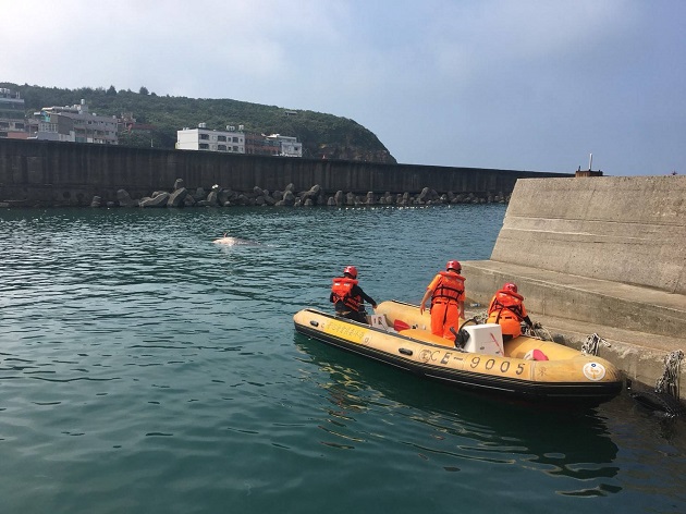 新北市野柳岬驚見擱淺偽虎鯨 海巡緊急派艇救援 | 文章內置圖片