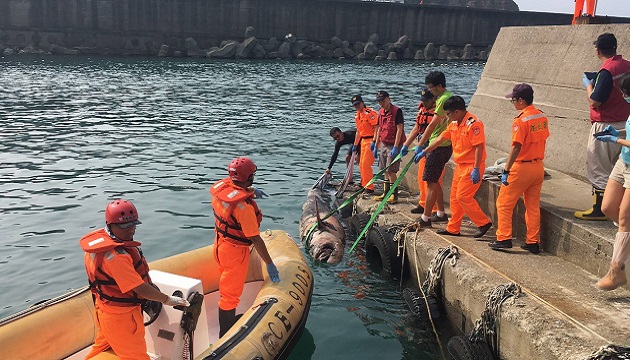 新北市野柳岬驚見擱淺偽虎鯨 海巡緊急派艇救援