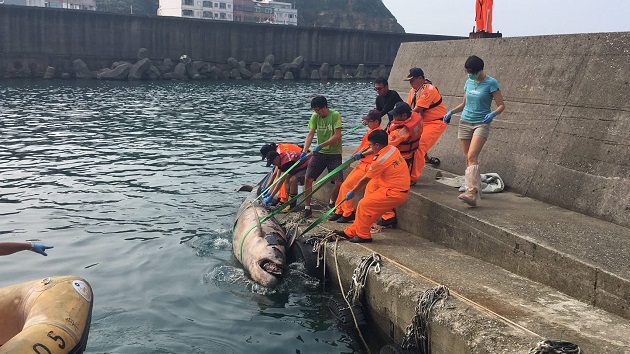 新北市野柳岬驚見擱淺偽虎鯨 海巡緊急派艇救援 | 文章內置圖片