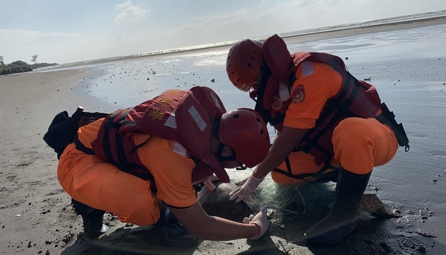 綠蠵龜誤闖漁網擱淺，海巡協助回歸美麗海洋