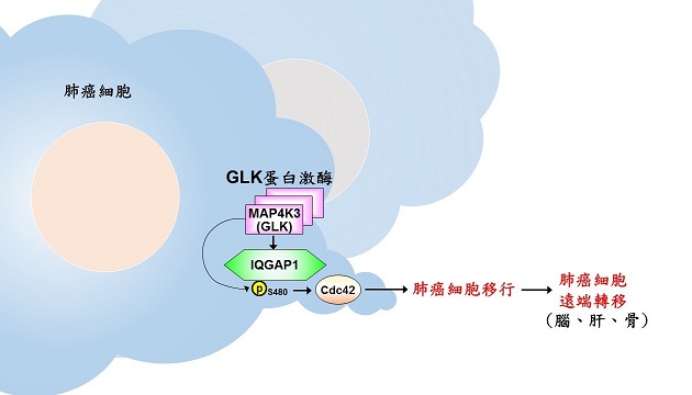 肺癌轉移難治癒 標靶治療現生機