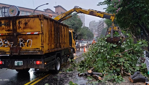 6尺路樹倒塌阻斷道路堵塞 土城警與公所合作無間迅速排除 | 文章內置圖片
