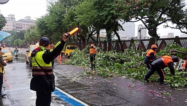6尺路樹倒塌阻斷道路堵塞 土城警與公所合作無間迅速排除