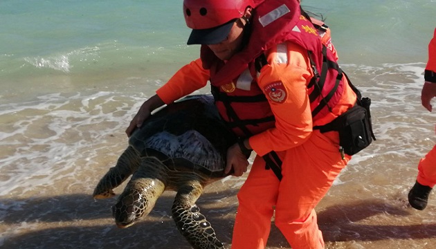 岸際發現死亡海龜，海巡協助就地掩埋