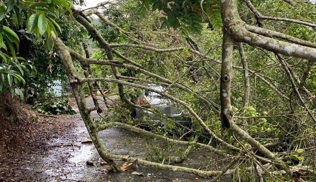 连日大雨路树倒塌压坏车 三峡警即刻清除救援