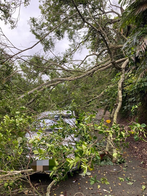 连日大雨路树倒塌压坏车 三峡警即刻清除救援 | 文章内置图片