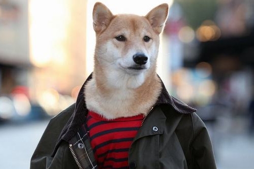美國4歲柴犬成男裝「模特」
