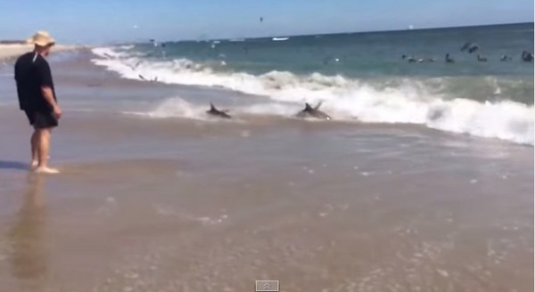 暴衝鯊魚群現身美北海岸 | 文章內置圖片