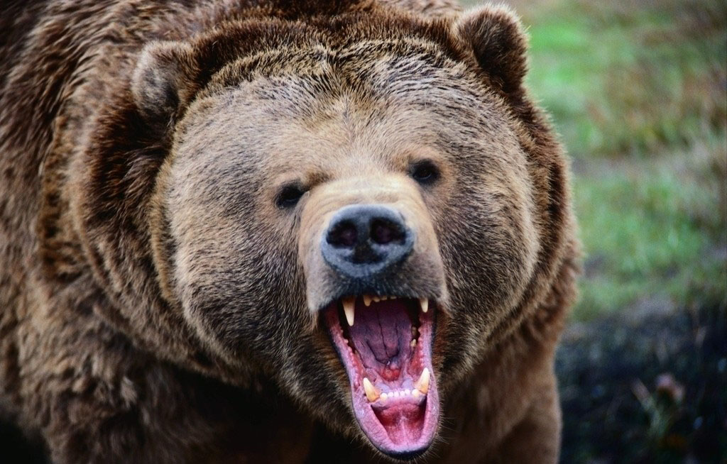 「有隻熊正在吃我」女致電訣別