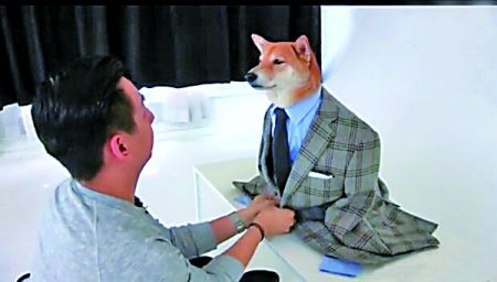 美国4岁柴犬成男装「模特」 | 文章内置图片