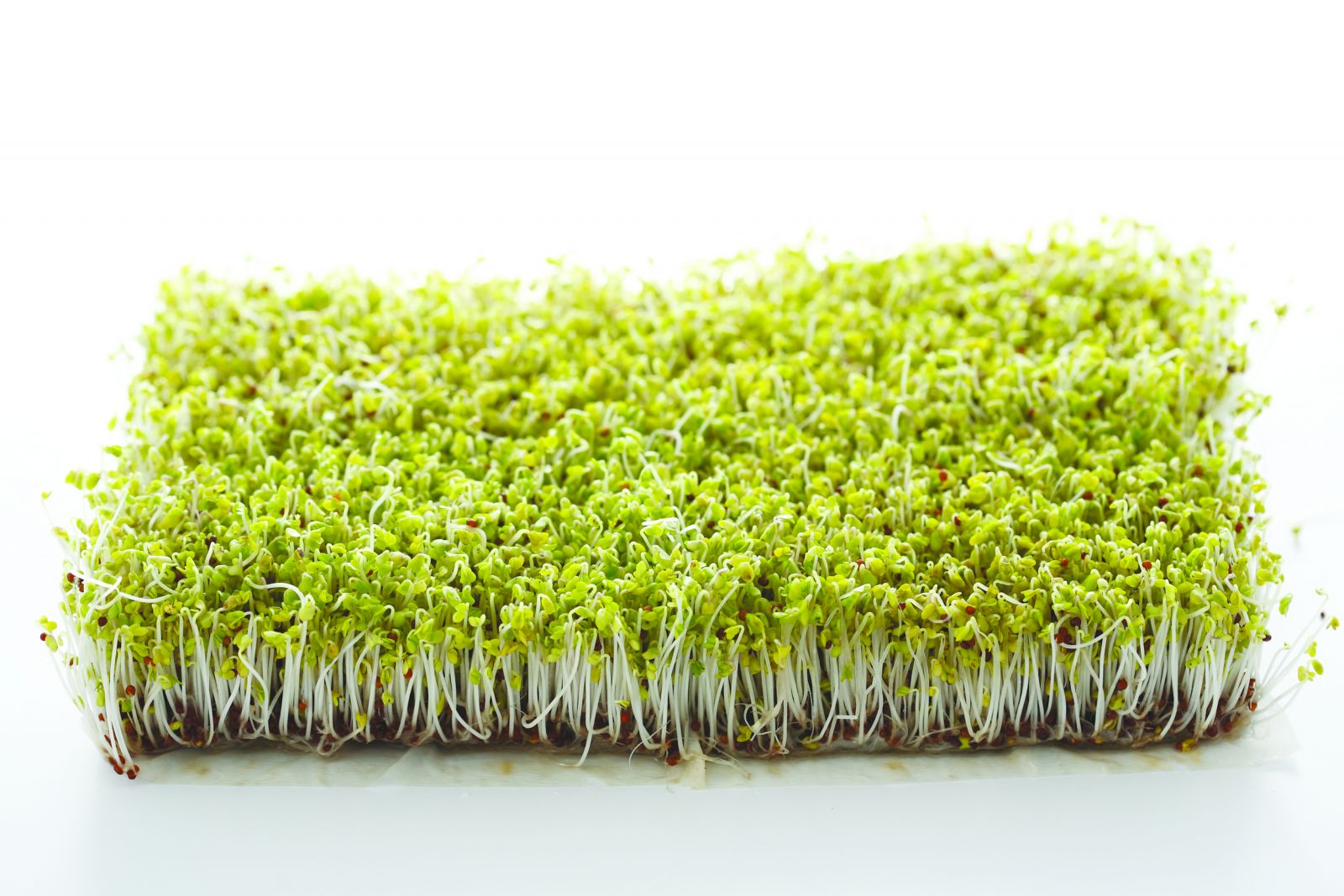 绿花椰菜芽提取物有助自闭儿 一零一传媒 手机版 绿花椰菜芽提取物有助自闭儿 一零一传媒 手机版