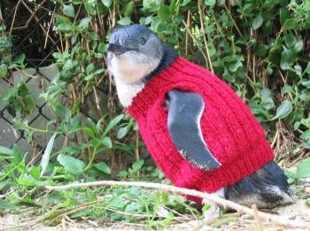百年老人超有愛 為小企鵝織毛衣 | 文章內置圖片
