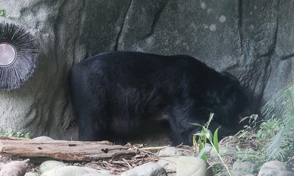 動物園又出包啦  這次換黑熊攻擊保育員！